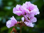 Lagerstroemia speciosa 'Pride-of-India'