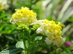 Lantana camara 'Chapel Hill Yellow'