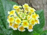 Lantana camara 'Chapel Hill Yellow'