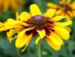 Rudbeckia sp. 'Black-eyed Susan'