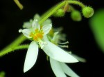 Saxifraga stolonifera