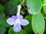 Streptocarpus spp. (Cape Primrose)