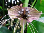 Tacca integrifolia 'Black Lily'