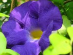 Thunbergia erecta