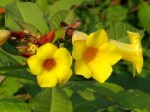 Allamanda schottii (Bush allamanda)