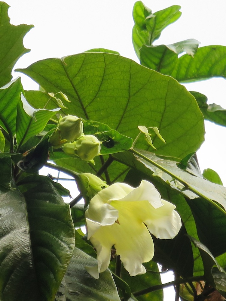 Beaumontia jerdoniana (Nepal Trumpet Flower)