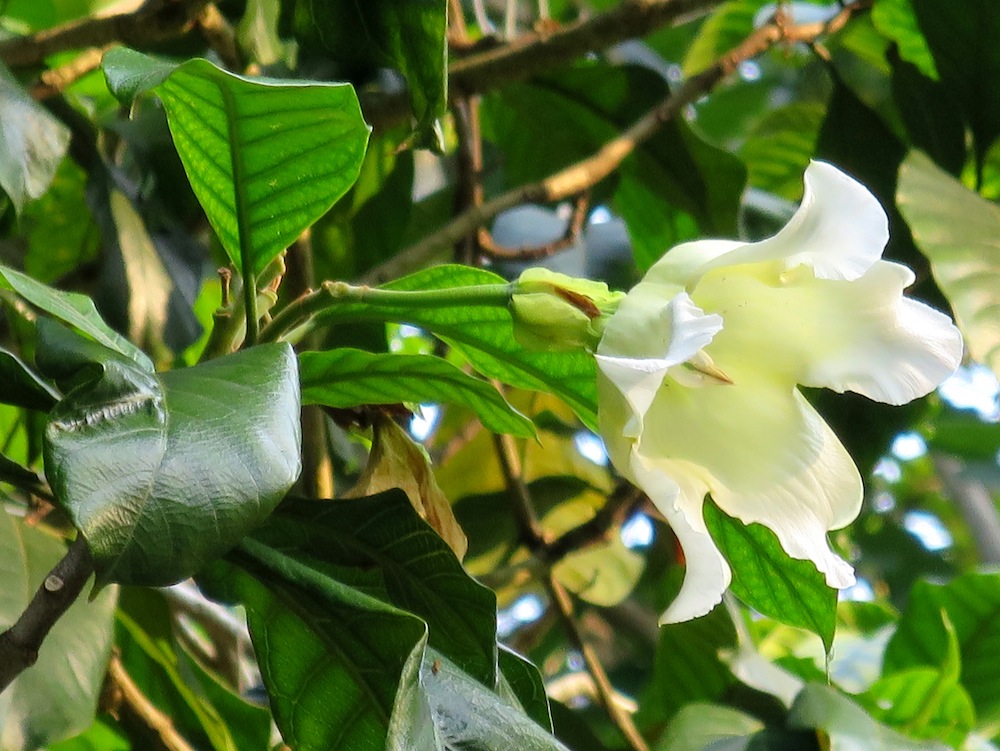 Beaumontia jerdoniana (Nepal Trumpet Flower)