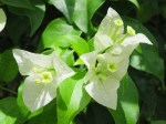 Bougainvillea 'Singapore White'