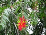 Callistemon citrinus (Crimson Bottlebrush)