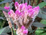 Celosia argentea 'Flamingo Feathers'