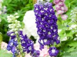 Delphinium (Larkspur, Purple)