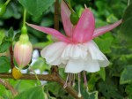 Fuchsia hybrida 'Lady Thumb'