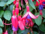 Fuchsia 'Fuchsia Magellanica'