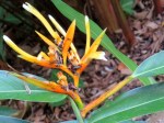 Heliconia longiflora