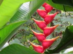 Heliconia stricta