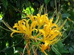 Lycoris aurea (Golden Spider Lily)