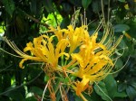 Lycoris aurea (Golden Spider Lily)