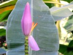Musa ornata 'Flowering Banana'