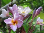 Plumeria rubra (Purple Yellow)
