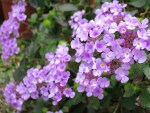 Lantana montevidensis (Trailing Lantana)