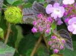 Lantana montevidensis (Trailing Lantana)