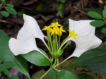 Mussaenda purvifora