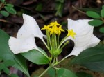 Mussaenda purvifora