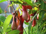 Nepenthes mirabilis (Pitcher Plant)
