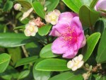 Rhodomyrtus tomentosa 'Rose Myrtle'
