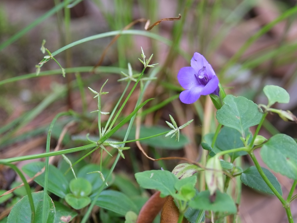 Torenia concolor