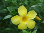 Allamanda oenotheraefolia (Bush Allamanda)