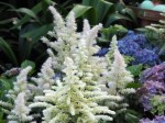Astilbe 'False Spirea' (White)