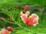 Caesalpinia pulcherrima var. Rosea