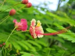 Caesalpinia pulcherrima var. Rosea