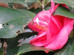 Camellia japonica