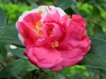 Camellia sasanqua 'Nagasaki'