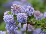 Ceanothus (Wild Lilac)