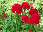 Celosia argentea var. cristata 'Crested Cockcomb'