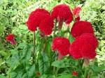 Celosia argentea var. cristata 'Crested Cockcomb'