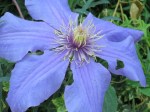 Clematis hybrid