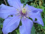Clematis hybrid
