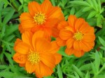 Cosmos sulphureus var. exaristatus (Orange Cosmos)