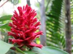 Costus specious 'Red Stem'