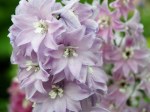 Delphinium (Larkspur, Pink)