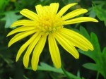 Euryops pectinatus (Golden Daisy Bush)
