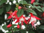 Fuchsia 'Swingtime'