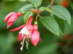 Fuchsia 'Swingtime'
