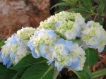 Hydrangea macrophylla (Pastel Blue and Yellow)