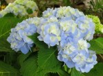 Hydrangea macrophylla (Pastel Blue and Yellow)