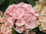 Hydrangea macrophylla (Pink)